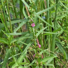 Ammannia coccinea