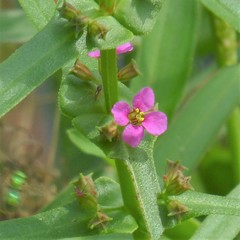 Ammannia coccinea
