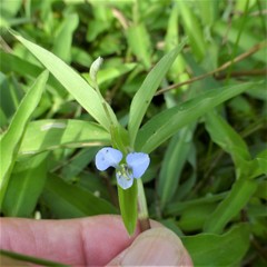 Commelina diffusa
