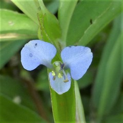 Commelina diffusa