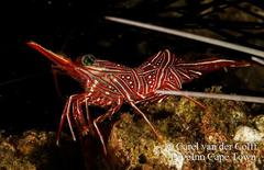 Rhynchocinetes durbanensis