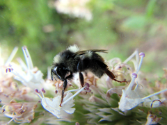 Bombus bifarius