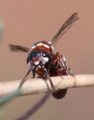 Microdynerus