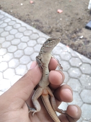 Aspidoscelis communis