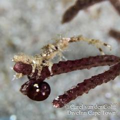 Arcturidae