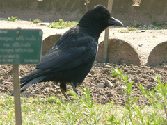 Corvus corone corone