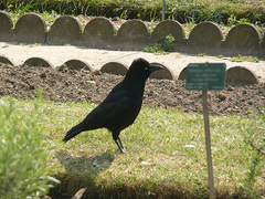 Corvus corone corone