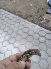 Aspidoscelis communis