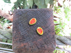 Pittosporum rubiginosum