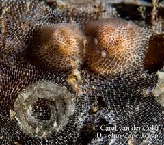 Corambe