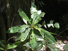 Pittosporum rubiginosum