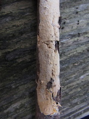 Isthmolongispora