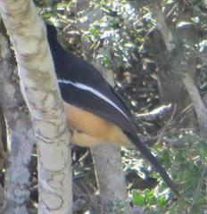 Laniarius ferrugineus