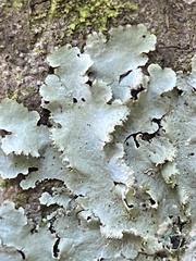 Parmotrema subisidiosum