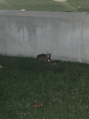 Sylvilagus floridanus