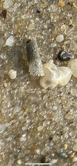 Pectinariidae