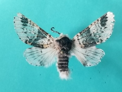 Furcula scolopendrina