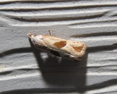 Eugnosta bimaculana