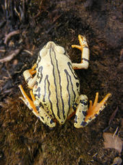 Semnodactylus wealii