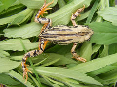 Semnodactylus wealii