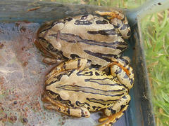 Semnodactylus wealii