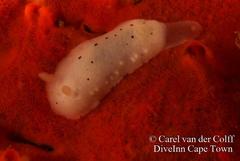 Cadlina