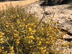 Acacia rigens