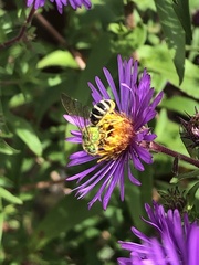 Agapostemon virescens
