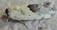 Ponometia libedis