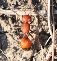 Dasymutilla creon