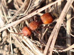Dasymutilla creon