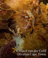 Thecacera pennigera