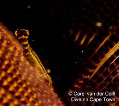 Hippolyte catagrapha