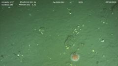 Strongylocentrotus fragilis