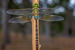 Anax gibbosulus