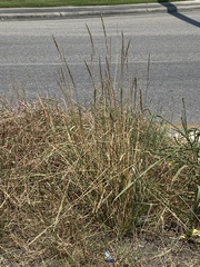 Tridens albescens