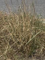 Tridens albescens