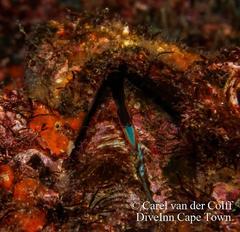 Austromegabalanus cylindricus