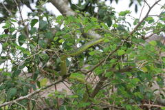 Philothamnus occidentalis