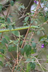 Philothamnus occidentalis