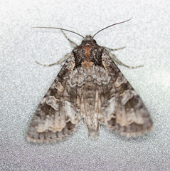 Apamea occidens