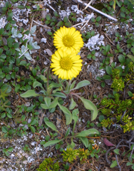 Erigeron aureus