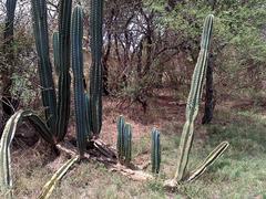 Cereus jamacaru
