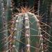 Cereus jamacaru - Photo (c) Phil McLean, algunos derechos reservados (CC BY-NC), subido por Phil McLean