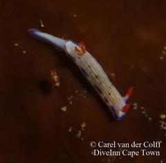 Hypselodoris