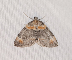 Dysstroma hersiliata