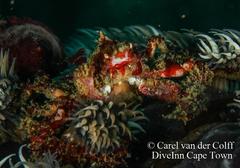 Achaeopsis spinulosa