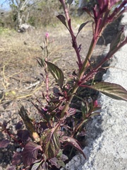 Celosia spicata