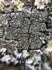 Phaeographis australiensis