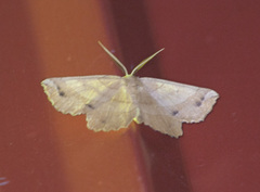 Euchlaena johnsonaria